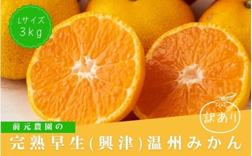 訳あり Lサイズ 前元農園の完熟早生(興津)温州みかん 3kg【12月初旬～下旬に順次発送】 / フルーツ 早生 興津 温州 みかん 蜜柑 三重県 高品質 みえ アルギット 訳あり【mmg021B】