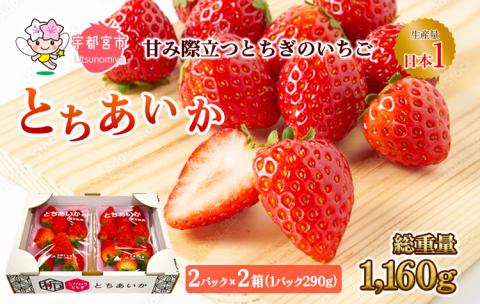 【先行予約】とちあいか 2箱 1.16kg（2パック×2箱）( 栃木県 宇都宮市 果物 フルーツ 苺 イチゴ 人気　※2026年1月上旬～3月上旬頃に順次発送予定　※北海道・沖縄・離島への配送不可