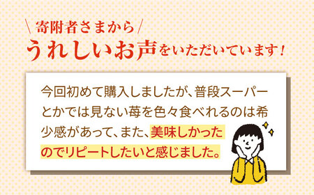 【先行予約】【4回定期便】希少いちご 赤白食べ比べ / いちご イチゴ 苺 いちご イチゴ いちご いちご いちご [IZZ005]