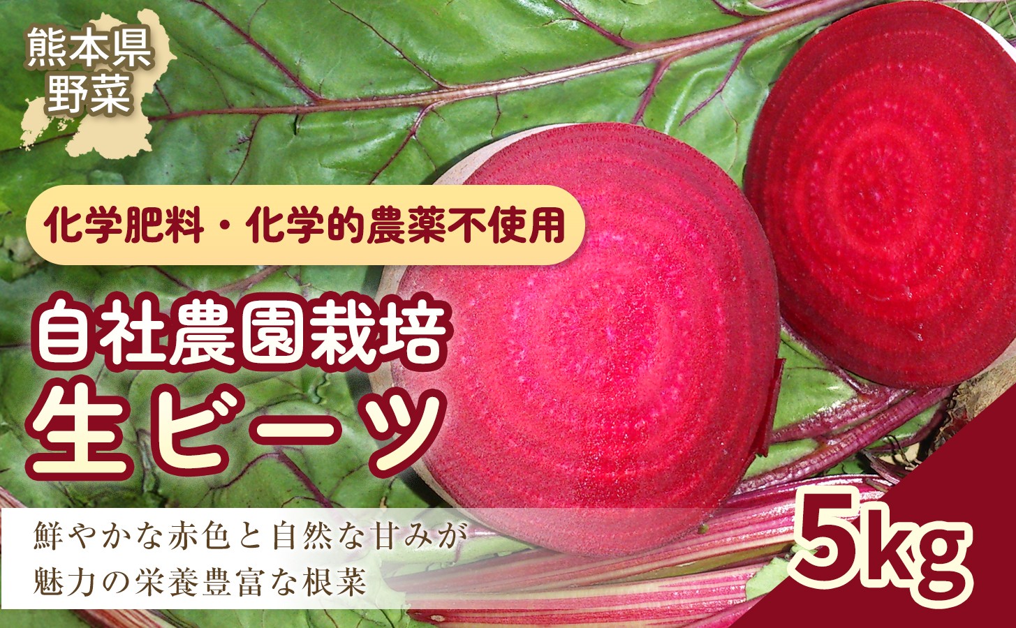 自社農園栽培 生ビーツ5kg 