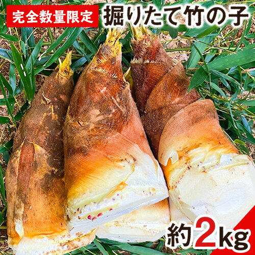 【ふるさと納税】【先行予約】熊本県 御船町 掘りたて たけのこ 2kg タケノコ 竹の子 冷蔵 ギフト グルメ 野菜 お祝い 春 筍《2026年3月上旬-4月下旬頃出荷》 有限会社ニシムラ 熊本 御船 たけのこ 先行 予約