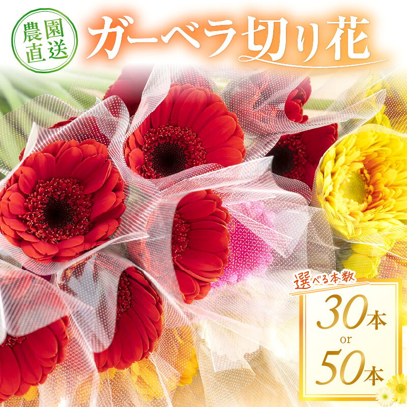 御坊の花　農園直送　ガーベラ切り花50本