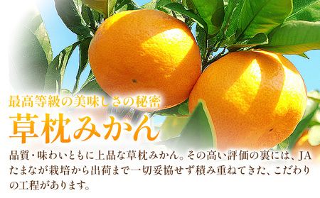 ＜先行予約＞草枕みかん 約4kg 《11月上旬-12月上旬頃出荷》熊本県 長洲町 フルーツ 柑橘 みかん ミカン 草枕 デザート 送料無料