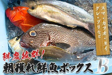 鮮度抜群！朝獲れ鮮魚ボックスB