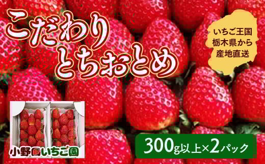 栃木県産 こだわり とちおとめ【300g以上×2パック】| 家庭用 完熟 朝摘み 苺 いちご イチゴ とちおとめ 果物 フルーツ 秀品 贈答 栃木県 壬生町 産地直送 ※2025年12月中旬頃より順次発送予定