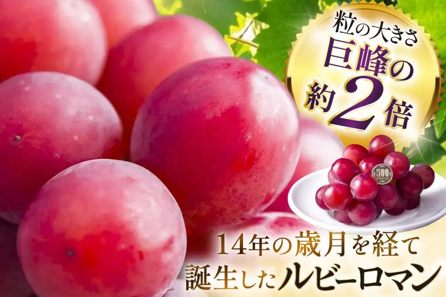 【期間限定発送】 超高級 ぶどう ルビーロマン 1房 約600g 化粧箱入