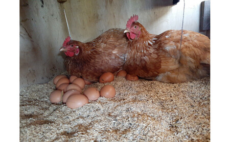 【定期便：12か月】単なる平飼いではない『わたしたちのぷらいどたまご』6パック（60個）セット