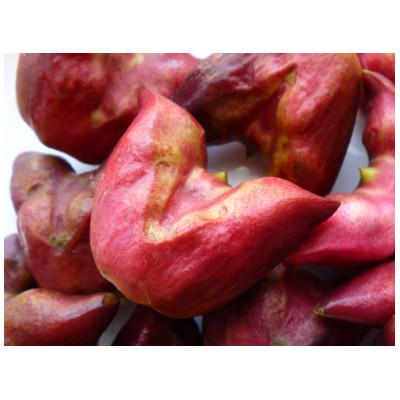 ふるさと納税 久留米市 栽培期間中農薬不使用　自家栽培　彩菱茶(2g×12袋入り)5個セット |  | 01