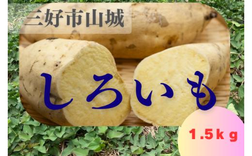 【 先行予約 】 白いも 白芋 さつま芋 サツマイモ 1.5kg 甘い 糖度高い 希少 天ぷら 焼き芋 蒸かし芋 芋ご飯 大学芋 味噌汁 スープ 野菜 新鮮 旬 徳島県 三好市 みよし