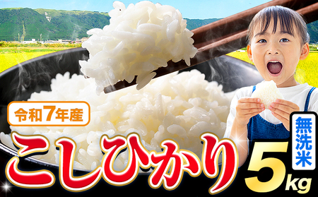 令和7年産 こしひかり 5kg 無洗米 《7-14日以内に出荷予定(土日祝を除く)》