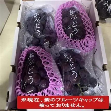 【新鮮・産直】和歌山かつらぎ町産のたねなしピオーネ約2kg(日高町)【2026年度発送分】【配送不可地域：離島・北海道・沖縄県】【1218077】