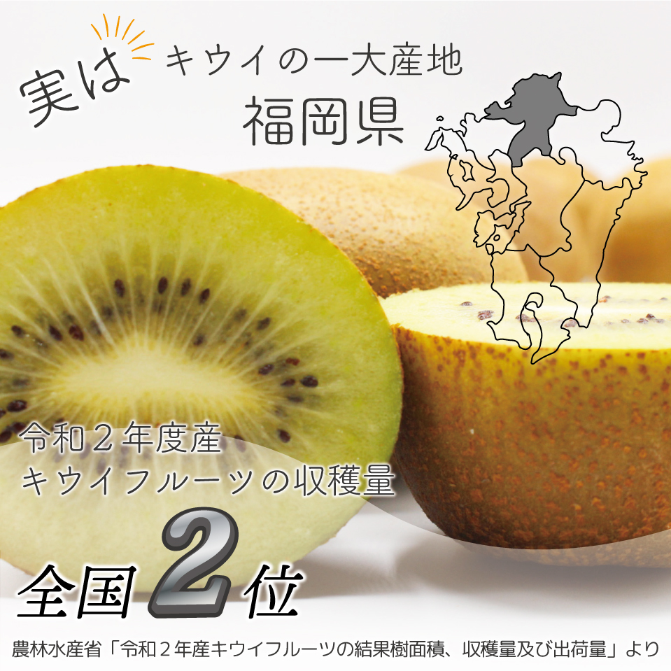 【福岡県産】キウイフルーツ「博多甘うぃ」化粧箱入り約1.4kg 2L10