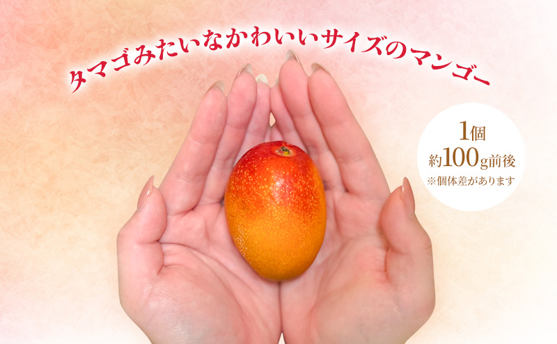 【受付期間7月10日まで】マンゴー 完熟ミニマンゴー 約800g(約400ｇ×2パック) 浜松赤土産 果物 くだもの フルーツ 完熟 濃厚 甘い ご自宅用 幻といわれるマンゴー  静岡県 浜松市