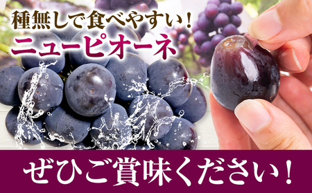 ニューピオーネ 4房 2kg ウィズフラワーホールディングス《9月上旬-10月中旬頃出荷》岡山県 浅口市 ぶどう ピオーネ フルーツ 旬 果物 国産 岡山県産 送料無料 冷蔵【配送不可地域あり】