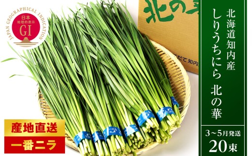 【2027年発送予約】知内産 一番ニラ「北の華」20束【JA新はこだて】