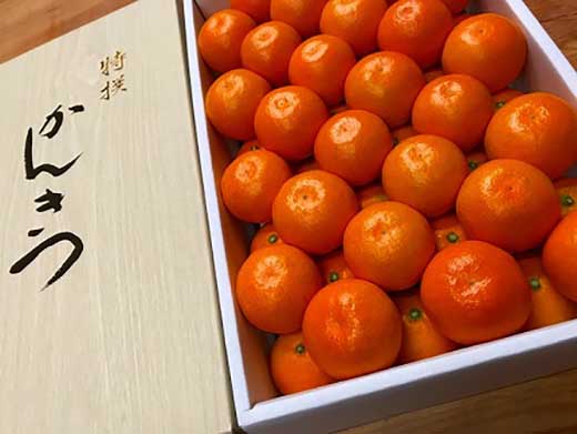 年内発送 完熟早生 有田みかん 化粧箱 特秀 小玉 SS サイズ 54玉入 和歌山 南泰園 みかん
