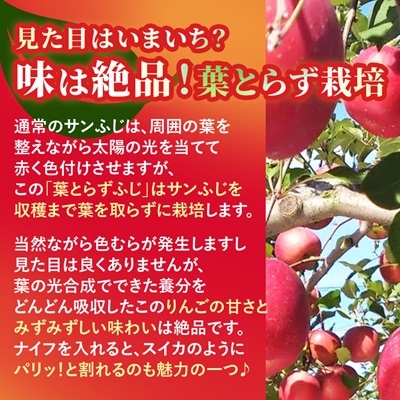 【甘くてみずみずしい】 りんご 葉取らずふじ 蜜入判定 約3kg (約9～12個) 青森市 産地直送【配送不可地域：離島】