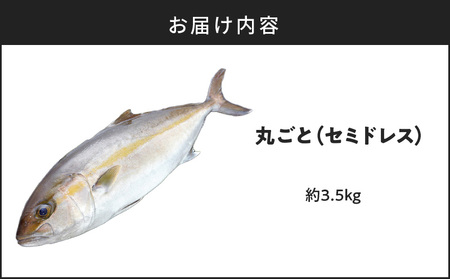 鹿児島県産 カンパチ 約3.5kg 一本丸ごと（ セミドレス ） 活〆 K294-003_01 魚 魚介 新鮮 かんぱち 歯ごたえ 刺身 さしみ カルパッチョ しゃぶしゃぶ 焼き物 煮物 サカナカケル