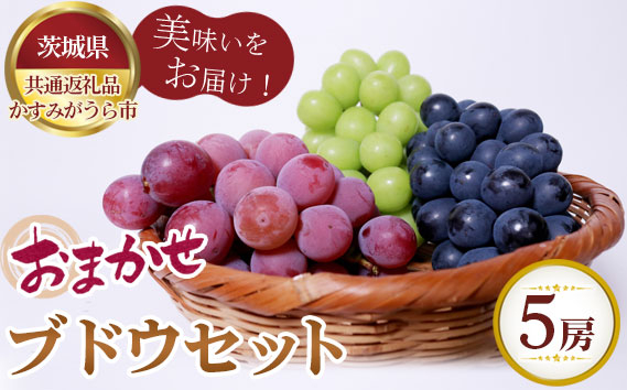 
                  【先行予約】おまかせ！ブドウセット　5房【茨城県共通返礼品 かすみがうら市】 ／ 旬 新鮮 葡萄 ぶどう 果物 フルーツ 茨城県 特産品 No.621
                