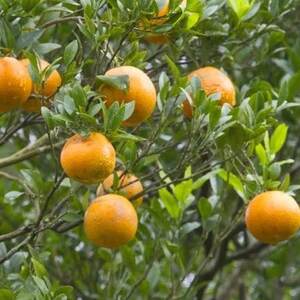 【先行予約! 2026年2月より順次発送】 平農園のたんかん 【ご自宅用】約5kg【1406662】