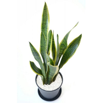 観葉植物 サンスベリア・ローレンティー 6号セラアート鉢 ブラック【配送不可地域：離島・沖縄県】
