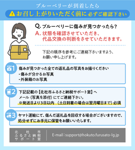 【2024年先行予約】6月～7月発送！大きく甘い、完熟ハイブッシュブルーベリー　500g（250g×2パック）