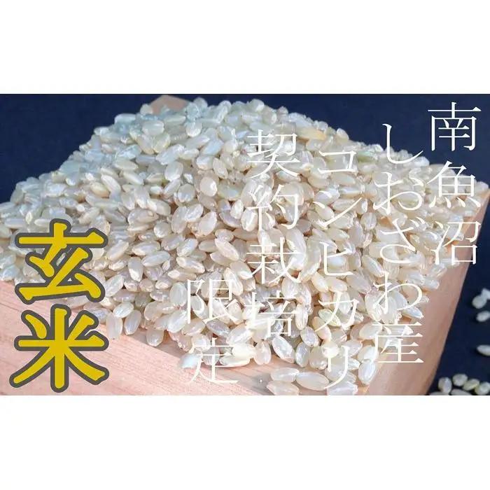 【令和7年産】【定期便4Kg×12ヶ月】●玄米● 生産者限定 南魚沼しおざわ産コシヒカリ【定期便 銘柄米 ブランド米 玄米 こしひかり コシヒカリ 魚沼産 新潟米 産地直送 お米 米 こめ コメ ご飯
