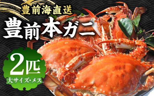 【先行予約】 豊前本ガニ 大 メス 2匹 直送【2026年12月以降順次発送】《豊前市》【豊築漁業協同組合】[VAG024] 本ガニ カニ 蟹 かに カニ鍋 かに鍋 鍋 かにしゃぶ かにみそ ワタリガニ 渡り蟹 国産 ガザミ 魚介類 ギフト 贈り物 プレゼント