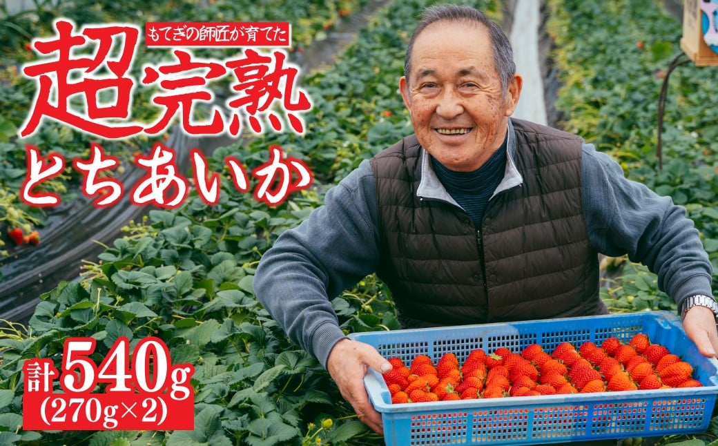 
            【先行受付：選べる発送月】いちご「茂木完熟いちご」師匠が育てた朝採れとちあいか  レギュラーサイズ 約270g × 2パック 計約540g | いちご イチゴ 苺 とちあいか 完熟 朝採れ フルーツ 甘い あまい 果物 くだもの 旬 産地直送 栃木県産 関いちご園 栃木県 茂木町 
          