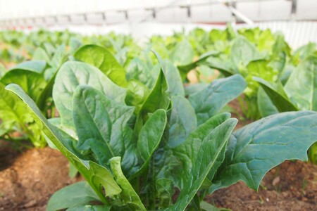 朝採り新鮮！有機野菜セット詰合せ（7～9種類）6回コース【定期便】【1909】