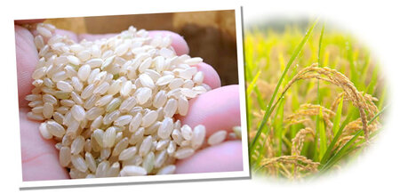 EA-6.【定期便】令和7年産 奈良県産ヒノヒカリ1等（玄米）10kg×3【白米】