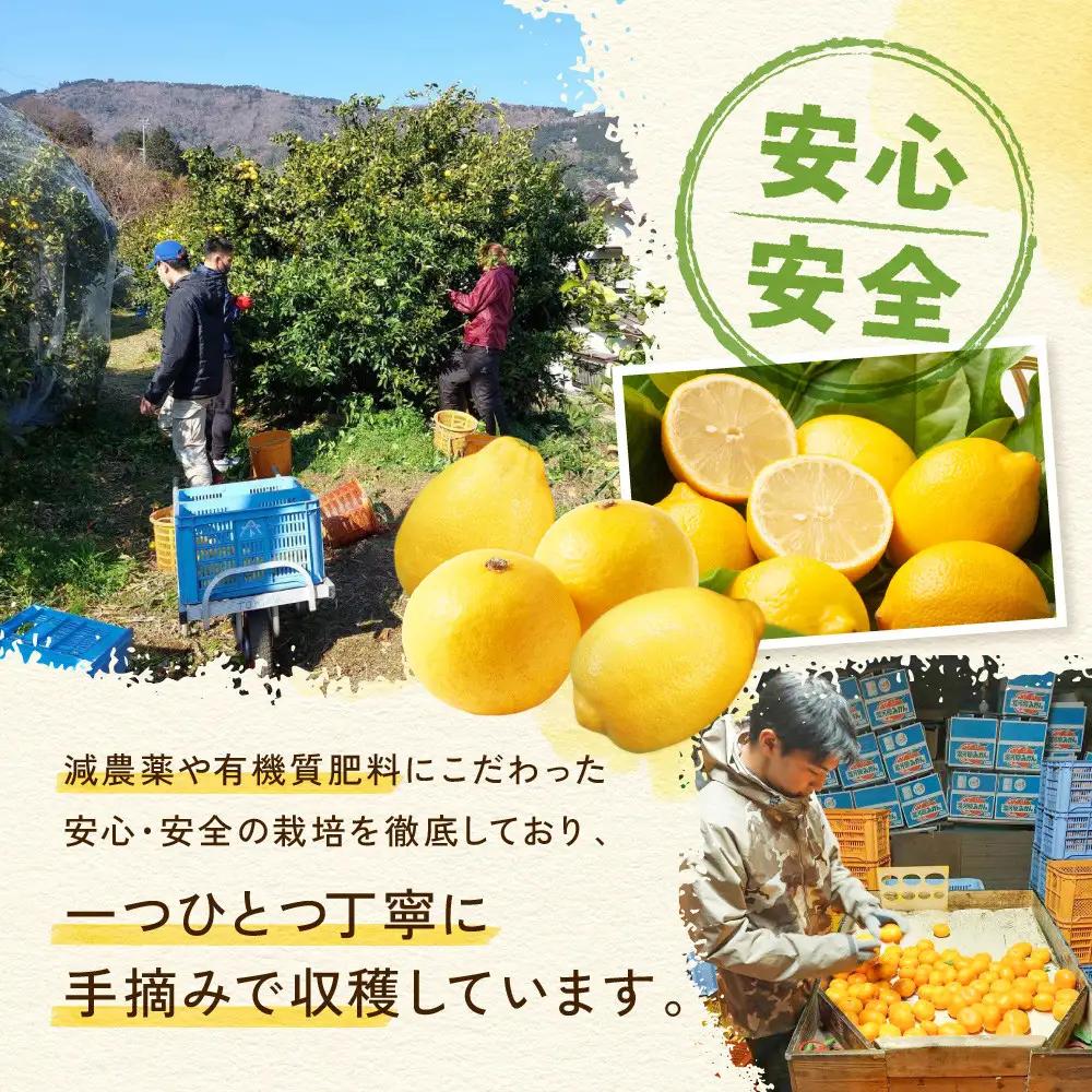 湘南ゴールド(5kg)※2027年3月頃～順次発送 | 湯河原町 神奈川ブランド フルーツ 柑橘 果物