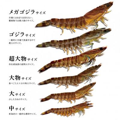 ふるさと納税 宜野座村 【養殖場から直送】急速冷凍車えび 大物サイズ 500g(14〜16尾/500g×1P) |  | 03