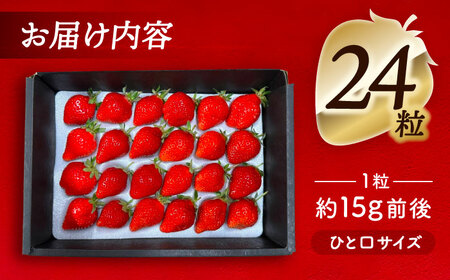 【先行予約】 ＼毎年12月より順次発送／ やよい姫 24粒 果物 いちご フルーツ 愛西市 / くぼ苺農園 【配達不可：北海道・沖縄・離島】[AECJ014]