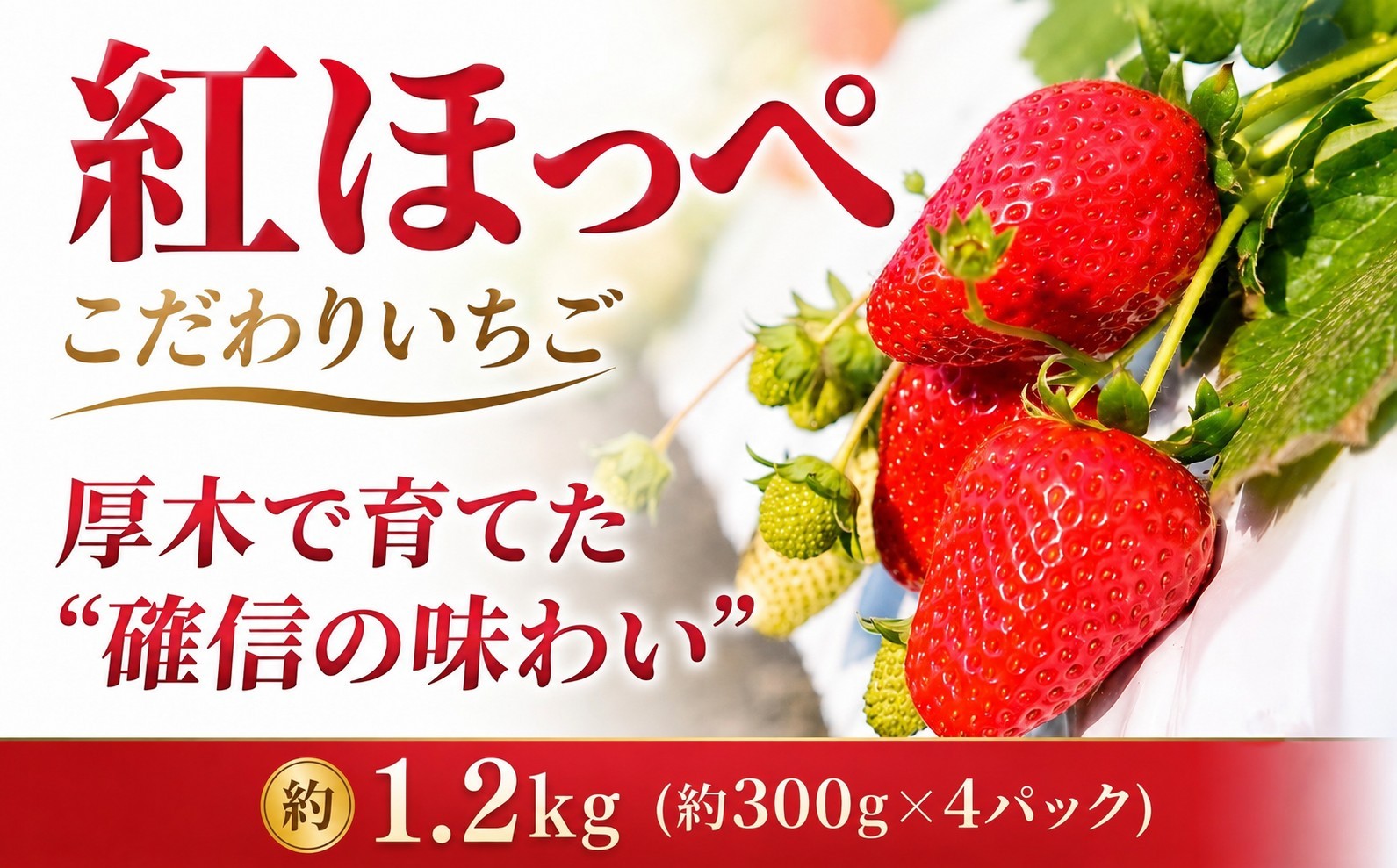 
                  【先行予約】 いちご 紅ほっぺ イチゴ 苺 約 1.2㎏ 数量限定 農家直送 フルーツ 果物 くだもの ブランド ふるさと納税  神奈川県 厚木市 コンファーム KNF002
                