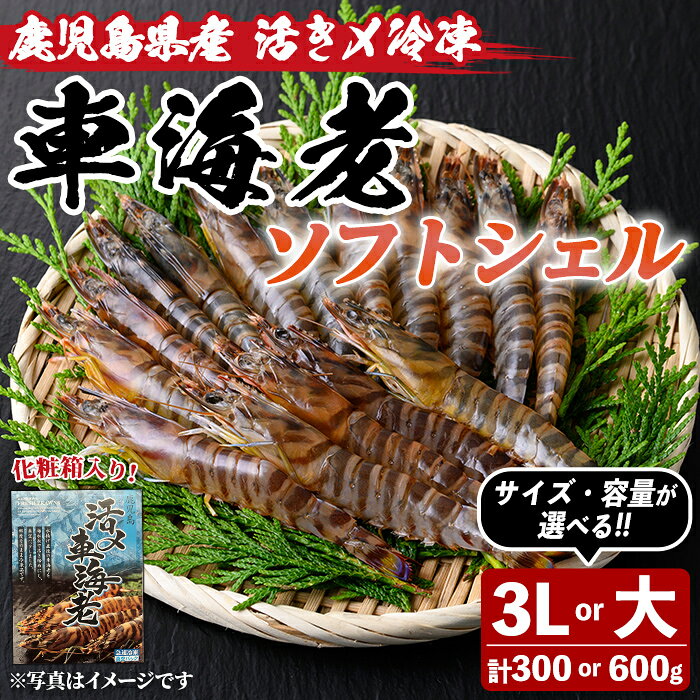 【ふるさと納税】＜サイズ・内容量が選べる！＞鹿児島県産！活き〆冷凍車海老 ソフトシェル(3L or 大・300g or 600g) 化粧箱入り！くるまえび 海老 海鮮 海産物 国産 九州産 急速冷凍 ギフト 車海老 真空パック 養殖 【車海老日本株式会社】