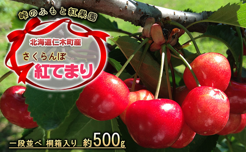 さくらんぼ 2027年発送 北海道 仁木町産 さくらんぼ【 紅てまり 】化粧箱入 24粒 2Lサイズ以上 食後 デザート 旬の果物 サクランボ チェリー フルーツ 果物 果物類 ギフト 仁木町 仁木 [峠のふもと紅果園]