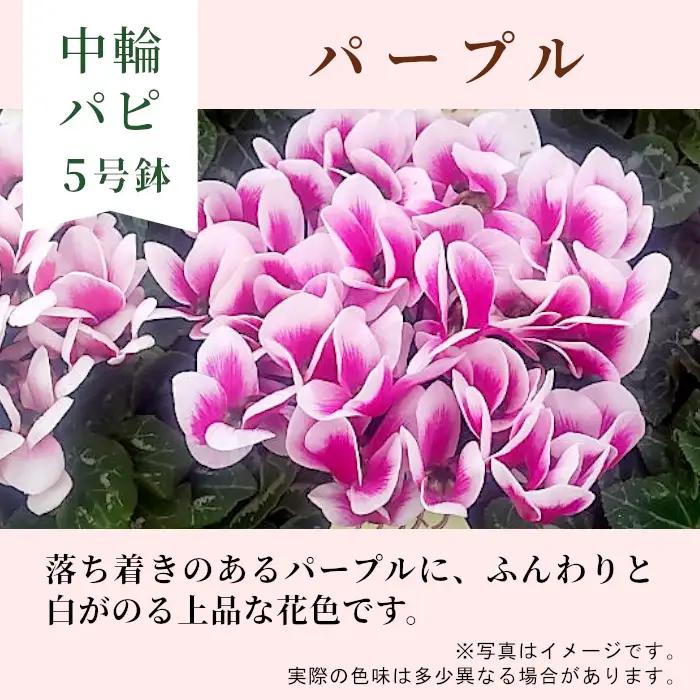 《シクラメン パピ 色：パープル》農林水産大臣賞受賞  愛知県産 シクラメン ５号鉢 中輪パピ 花 パープル  プレゼント 贈り物 鉢花 鉢 ガーデン ガーデニング 高品質 クリスマス -221