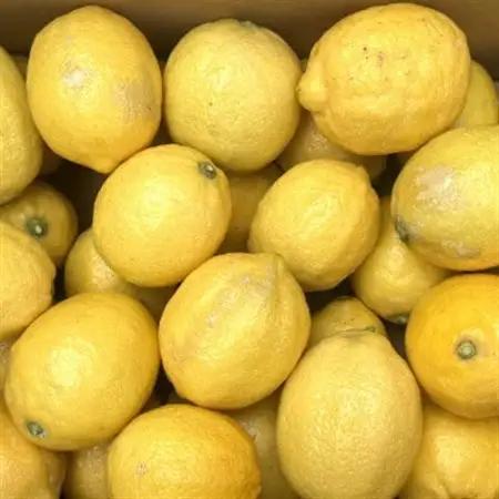 有田産の安心国産レモン約3kg(サイズ混合) (日高町)【1476794】