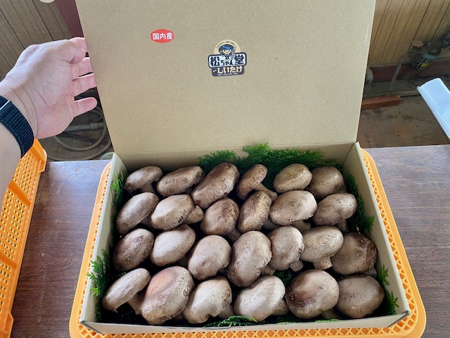 国内産菌床しいたけ1.2kg〜1.4kg