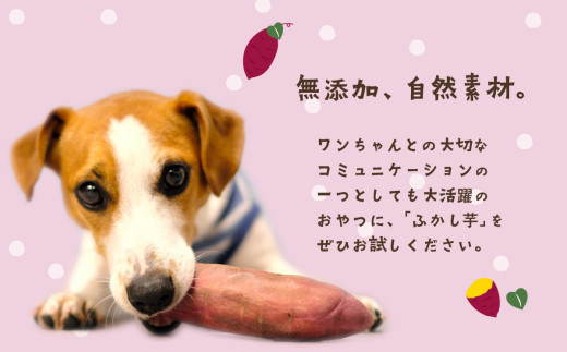 【 無添加 】 選べる ペット用ふかし芋 小芋 紅はるか 2kg 【 ペットフード おやつ 無添加 ドックフード ペット用 さつまいも ヘルシー 犬 】 ふかし芋 2kg | 6,000円