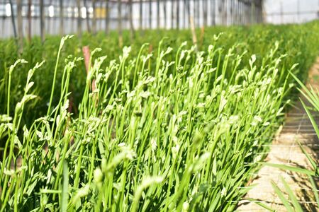 【先行予約】2026年3月発送：香り華やぐ フリージア 黄色　100本 生産者直送 直送 生花 切り花 花 はな 春 先行予約 予約 茨城県 利根町