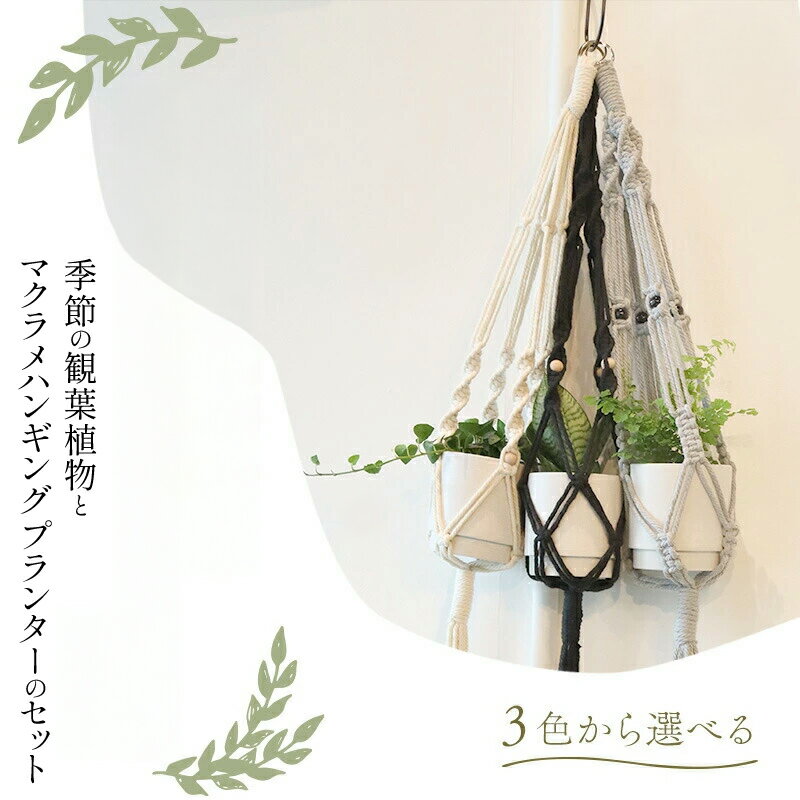 【ふるさと納税】季節の観葉植物と3色から選べるマクラメハンギングプランターのセット 白 黒 グレー 観葉植物 3号鉢カバー 手編み おしゃれ 飾り 宮崎県 宮崎市 送料無料