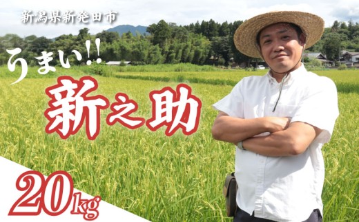 【最短1週間発送!】 令和8年産 新之助 20kg 5kg×4袋 お米 こめ ご飯 ごはん おいしい 新潟 新潟県 米 5kg 20kg 新発田産 新潟産 朝食 昼食 夕飯 炊きたて 精米 ブランド watasho009_2026