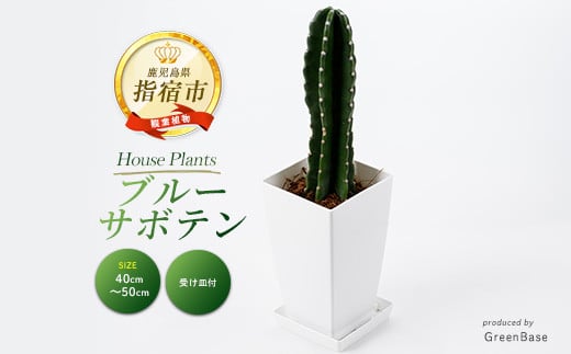 【観葉植物】ブルーサボテン6号陶器鉢(Green Base/A-228)