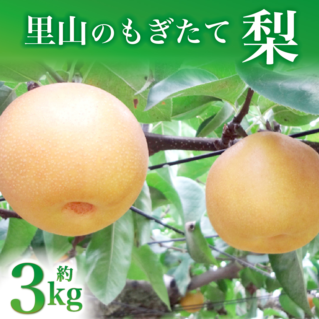 【産直もぎたて】里山の梨詰め合わせ 3㎏（国産 フルーツ 梨 ナシ 果物 くだもの 旬 産地直送 限定）