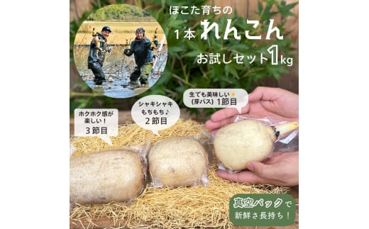 1本れんこん お試しセット ［真空パック入り / 1kg 以上］ 芽バス １節目 ２節目 ３節目 食べ比べ レンコン 蓮根 栗田農園