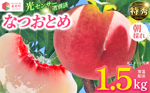 もも【なつおとめ・2026年産】特秀1.5kg　桑折町産　JAふくしま未来　桃 ／ もも モモ 果物 フルーツ 旬 甘い 甘み ジューシー 果肉 果汁 新鮮 フレッシュ デザート おいしい 産地直送 桑折 こおり こおりまち 福島県 特産品 【07301-0167】