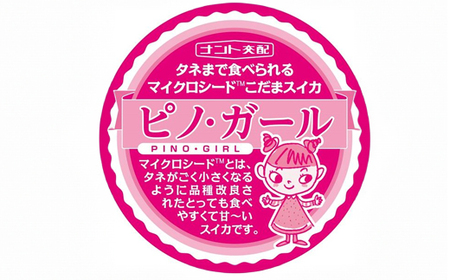 《先行予約》2024年 山形県産 お子さんに大人気！小玉スイカ「ピノガール」 2玉（2.2kg以上×2玉）2024年7月下旬から順次発送 すいか スイカ 西瓜 フルーツ 果物 野菜 F21A-246