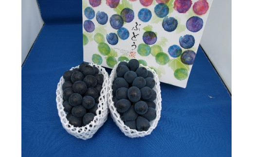 【2026年先行予約】村松農園 温室ぶどう ナガノパープル2~3房 約1kg 果物 フルーツ